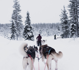 Drive a Husky Sled in Tromso