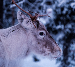 Reindeer Feeding and Lasso Throwing